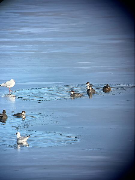 Harle piette  - Herta Mangeng