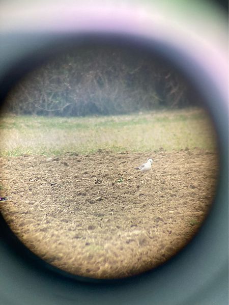 Gavina  - Giorgio Andrea Avanzo (FVG)