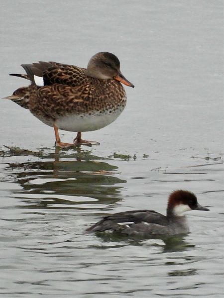 Harle piette  - Bernd Hagen