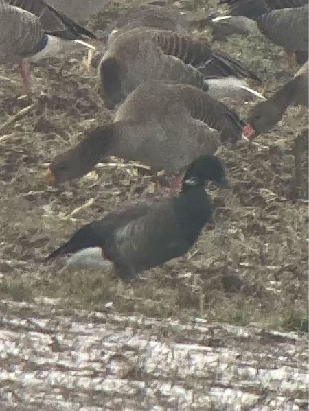 Bernache cravant à ventre sombre  - Benjamin Balog