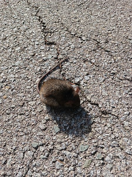 Rata comuna  - Dolors Rodriguez