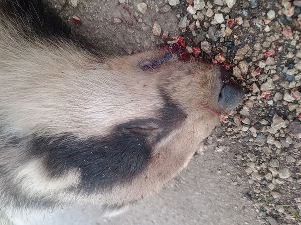 Tasso  - Anthony Green