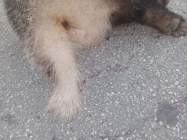 Tasso  - Anthony Green