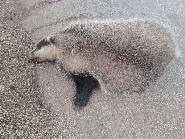 Tasso  - Anthony Green