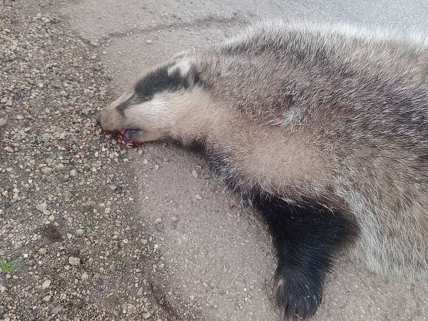 Tasso  - Anthony Green