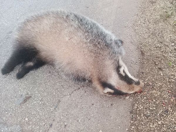 Tasso  - Anthony Green