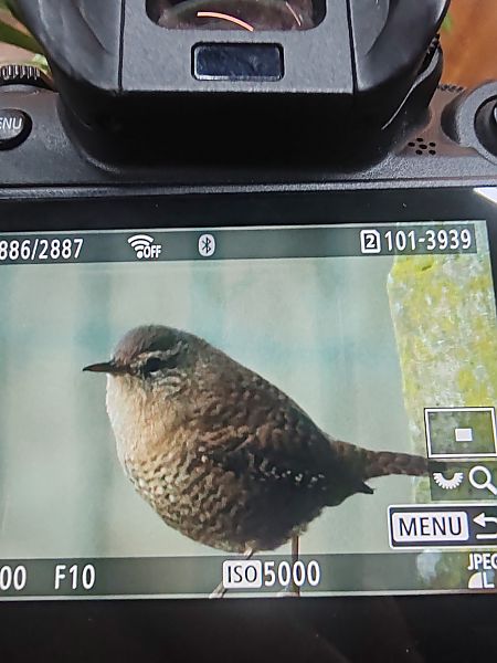 Scricciolo  - Lucia Mattarozzi