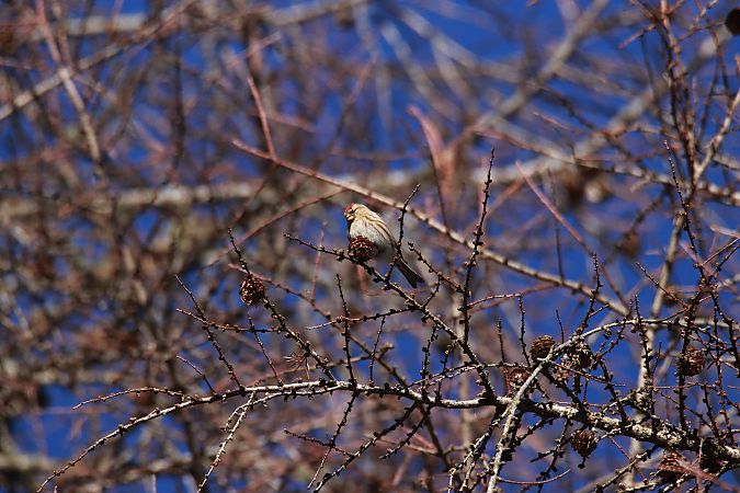 Organetto minore  - Alberto Calveri