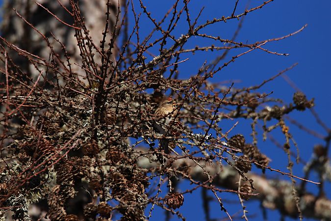 Organetto minore  - Alberto Calveri
