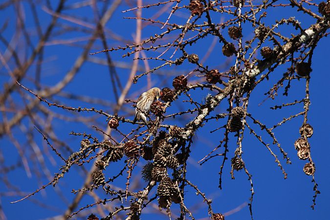 Organetto minore  - Alberto Calveri