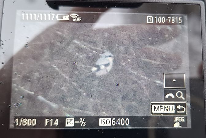 srokosz  - Tomasz Doroń