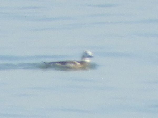 Moretta codona  - Massimo Tassinari