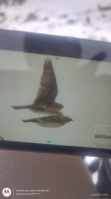 górniczek  - Jarosław Mydlak