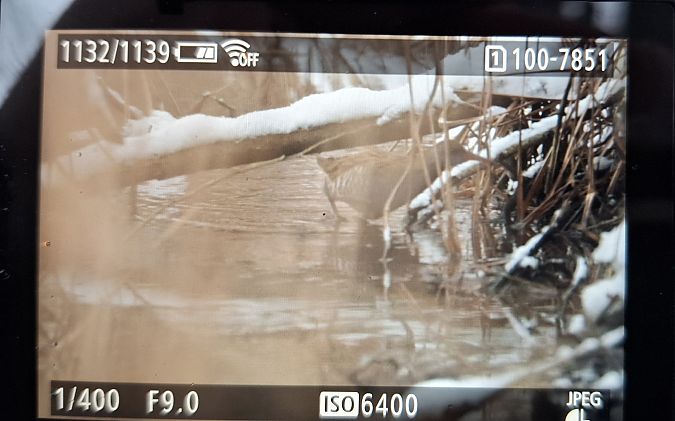 Râle d'eau  - Tomasz Doroń