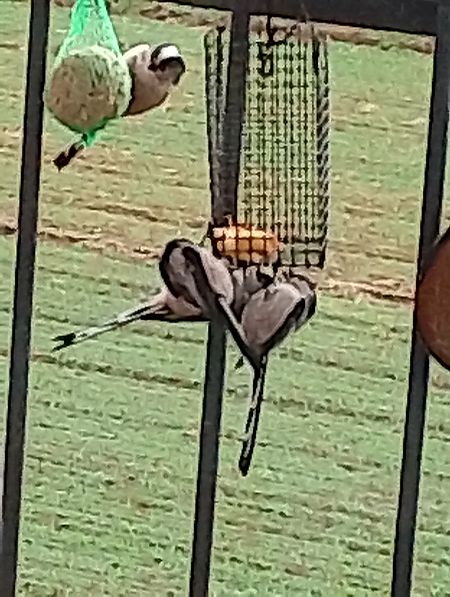 Codibugnolo  - Gabriele Papale