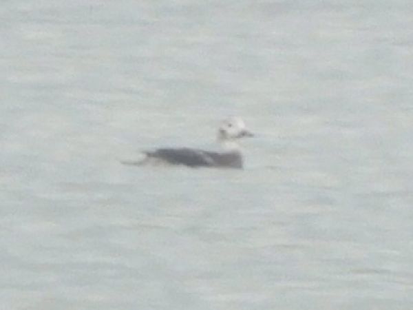 Moretta codona  - Massimo Tassinari