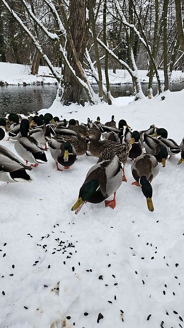 krzyżówka  - Anna Kamilewicz-Wicik