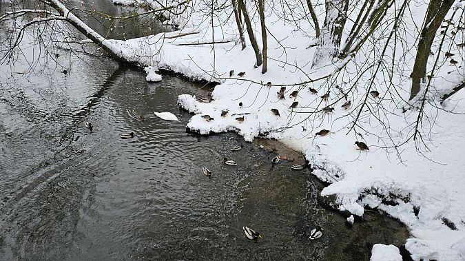Stockente  - Anna Kamilewicz-Wicik