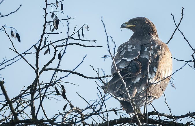 Aquila anatraia maggiore  - Mauro Fenati