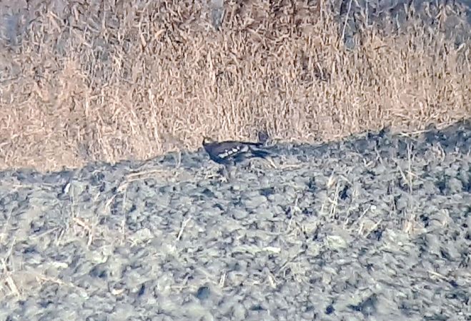 Aquila anatraia maggiore  - Lino Lipparini