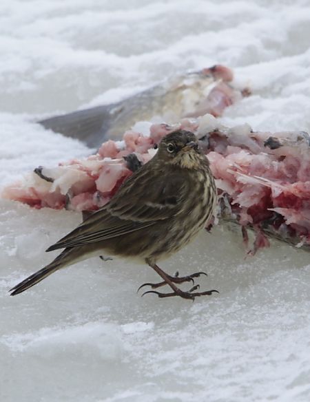 świergotek nadmorski  - Przemysław Kopacz