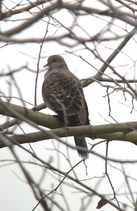 Tortora orientale  - Harald Schott