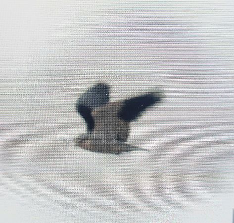 kaniuk  - Jan Kotlarz