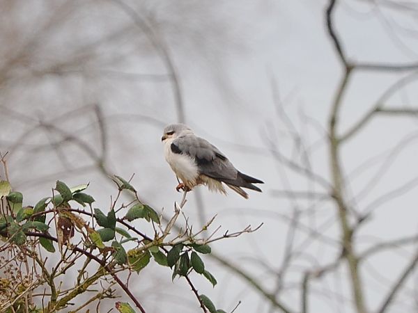 kaniuk  - Daniel Pepper