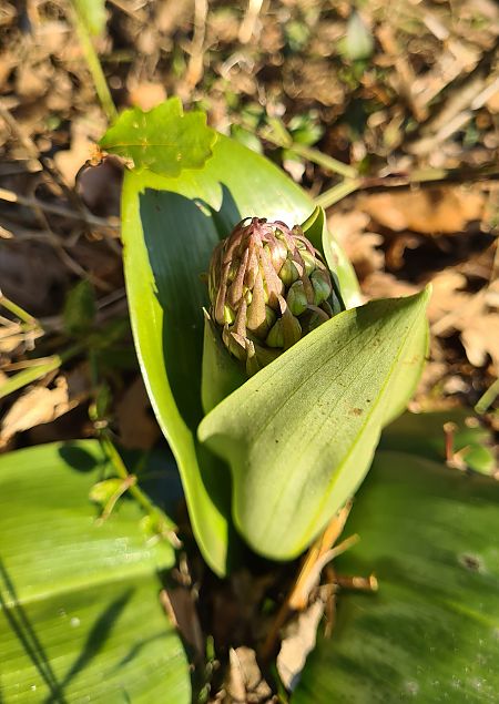 Himantoglossum robertianum  - Françoise Andeol
