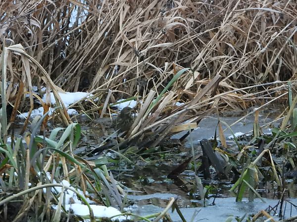 świergotek nadmorski  - Katarzyna Laszkiewicz