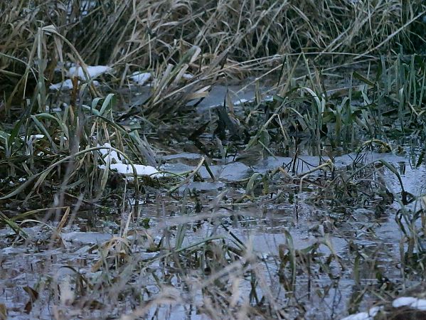 świergotek nadmorski  - Katarzyna Laszkiewicz