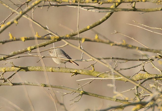 Codirosso spazzacamino  - Alessio Mannello