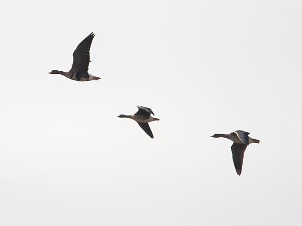 Oca lombardella minore  - Alma de Angelis