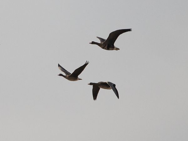 Oca lombardella minore  - Alma de Angelis