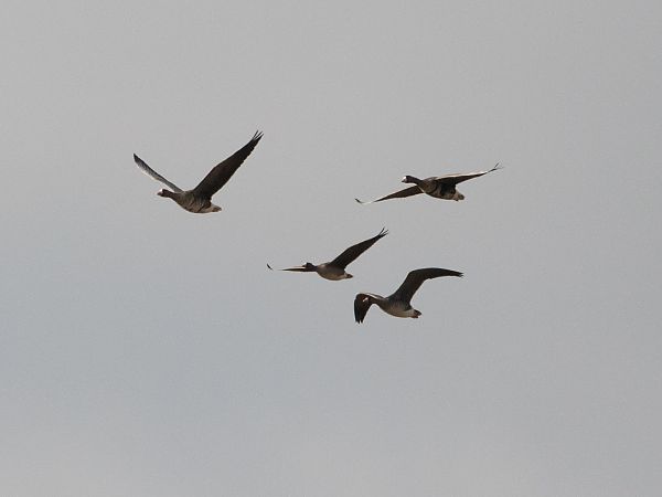 Oca lombardella minore  - Alma de Angelis