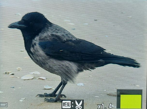 czarnowron x wrona siwa  - Jan Kotlarz