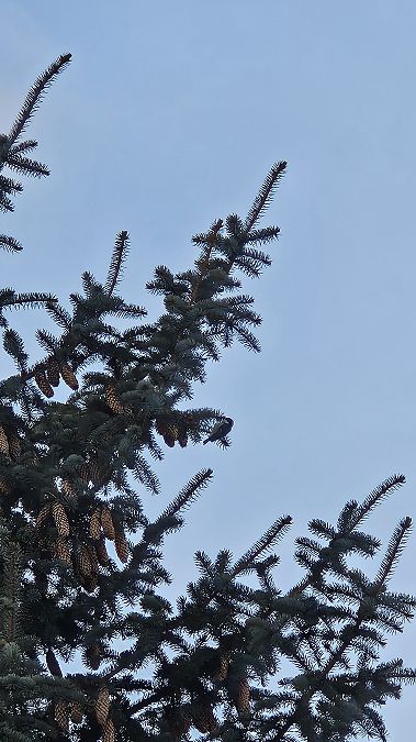 sosnówka  - Anna Kamilewicz-Wicik