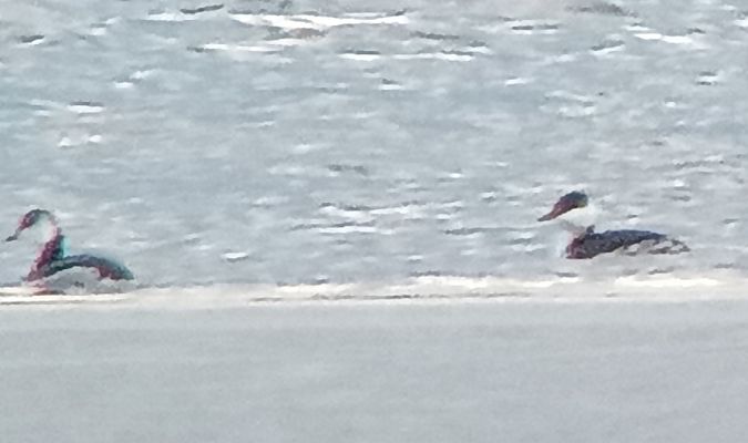 perkoz rogaty  - Monika Żochowska