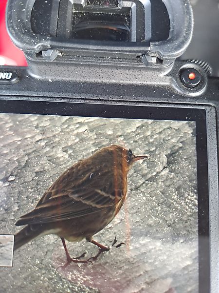 świergotek nadmorski  - Mateusz Cymbała