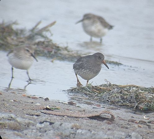 biegus morski  - Radosław Włodarczyk