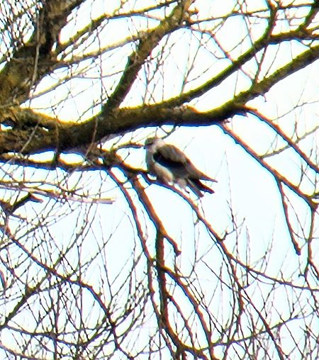 kaniuk  - Marcin Łaguna