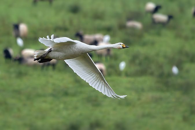 Beltxarga oihularia  - Aimar Hernández