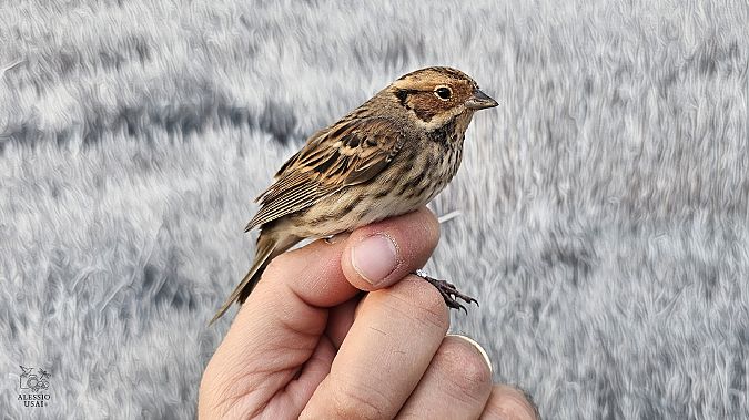 Zigolo minore  - Alessio Usai