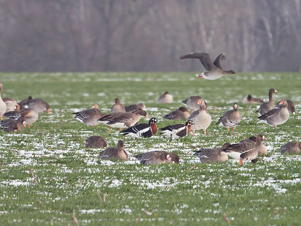 bernikla rdzawoszyja  - Rafał Piernikarczyk