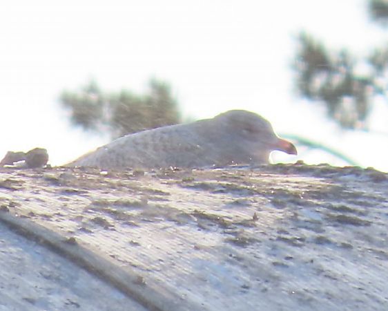 mewa blada  - Piotr Górski