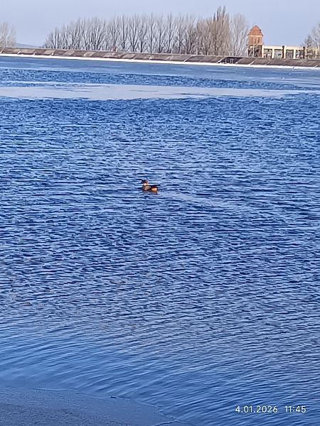 gęsiówka egipska  - Jacek Wojdat