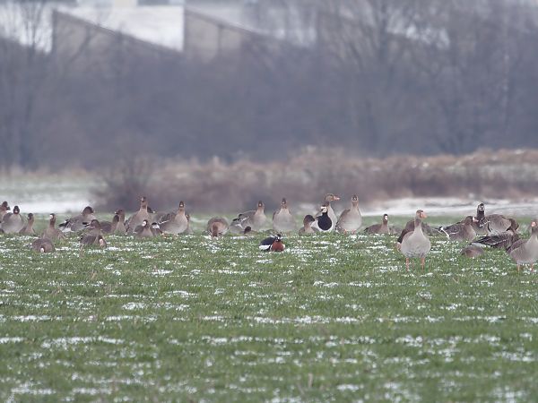 bernikla rdzawoszyja  - Rafał Piernikarczyk