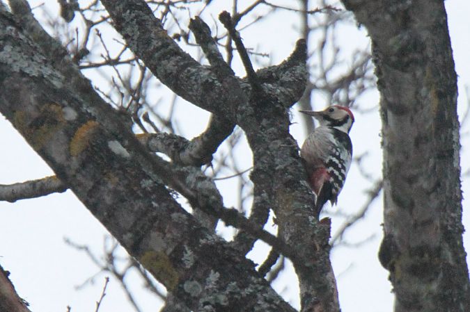 dzięcioł białogrzbiety  - Mariusz Janowski