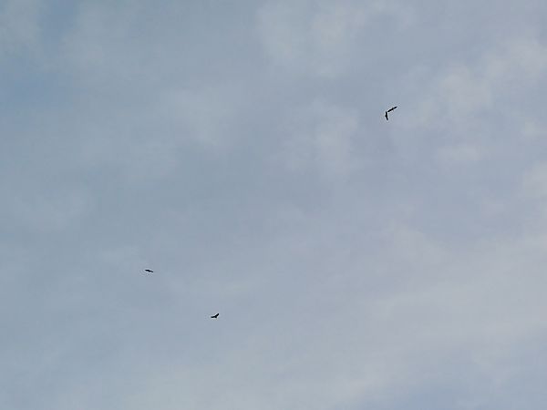 Grifone  - Arrigo Olivieri (FVG)