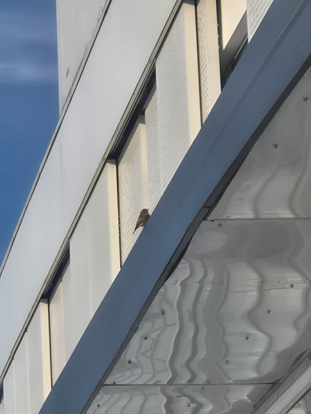 kopciuszek  - Grzegorz Grygoruk